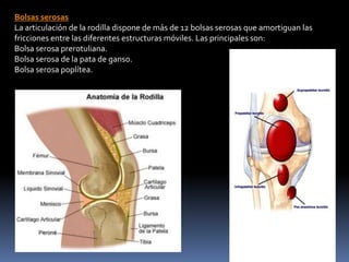 Bolsas serosas
La articulación de la rodilla dispone de más de 12 bolsas serosas que amortiguan las
fricciones entre las diferentes estructuras móviles. Las principales son:
Bolsa serosa prerotuliana.
Bolsa serosa de la pata de ganso.
Bolsa serosa poplítea.
 