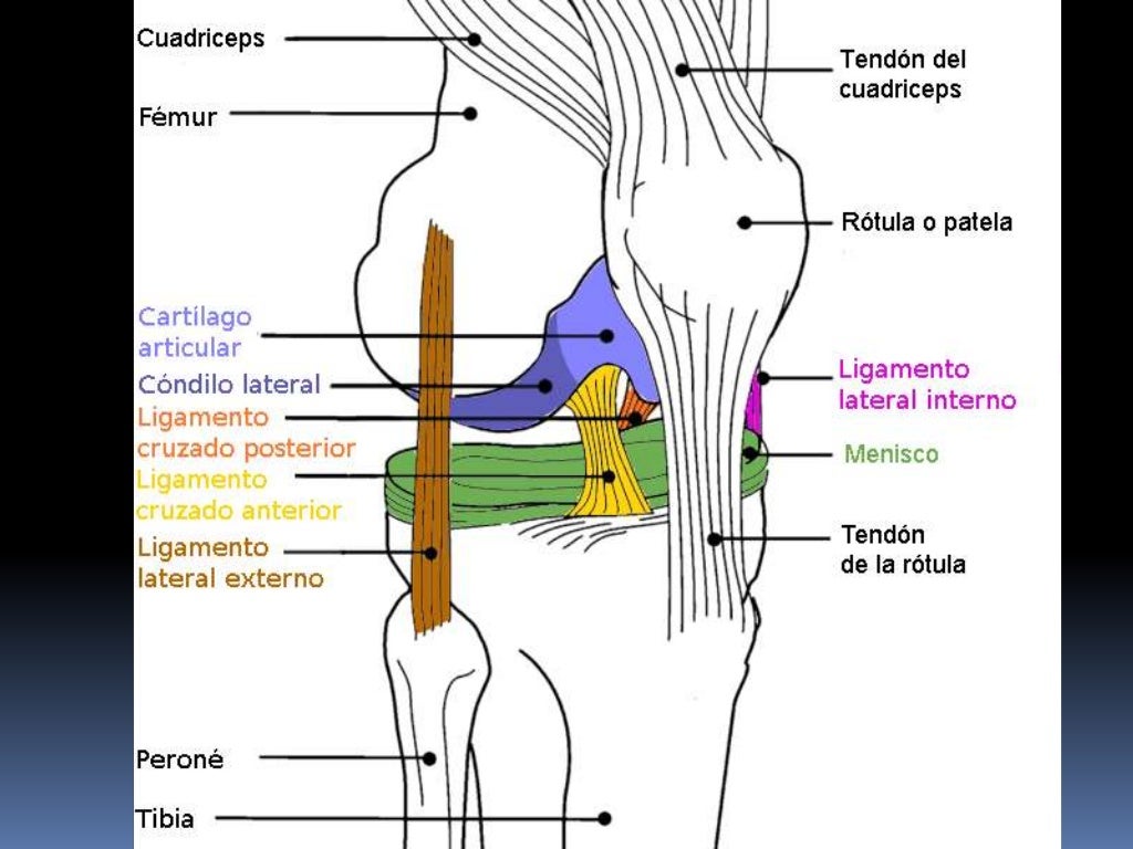 Rodilla