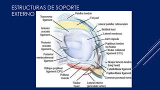ESTRUCTURAS DE SOPORTE
EXTERNO
 