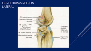 ESTRUCTURAS REGION
LATERAL
 