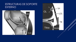 ESTRUCTURAS DE SOPORTE
EXTERNO
 