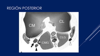 REGIÓN POSTERIOR
 
