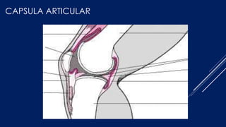 CAPSULA ARTICULAR
 