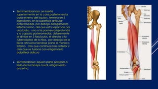  Semimembranoso: se inserta
superiormente en la cara posterior en la
cara externa del isquion, termina en 5
inserciones, en la superficie articular
anteromedial, por debajo del ligamento
laterla interno, del que esta separado por
una bolsa, una a la paoneurosisprofunda
y la capsula posteromedial, distalemente
se divide en 3 fascículos, el directo a la
tuberosisdad de la tiba, por debajo de la
liena articularuniendose parte el menisco
interno, otro que continua mas anterior y
otro que se fusiona con el ligamneto
polplitieol oblicuo
 Semitendinoso: isquion parte posterior a
lado de los bíceps crural, el ligamento
ancerino,
 