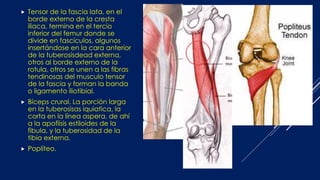  Tensor de la fascia lata. en el
borde externo de la cresta
iliaca, termina en el tercio
inferior del femur donde se
divide en fascículos, algunos
insertándose en la cara anterior
de la tuberosisdead externa,
otros al borde externo de la
rotula, otros se unen a las fibras
tendinosas del musculo tensor
de la fascia y forman la banda
o ligamento iliotibial.
 Bíceps crural. La porción larga
en la tuberosisas iquiatica, la
corta en la línea aspera, de ahí
a la apofiisis estiloides de la
fibula, y la tuberosidad de la
tibia externa.
 Poplíteo.
 