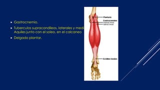  Gastrocnemio.
 Tuberculos supracondileos, laterales y mediales, tendon de
Aquiles junto con el soleo, en el calcaneo
 Delgado plantar.
 