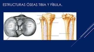 ESTRUCTURAS ÓSEAS TIBIA Y FÍBULA.
 