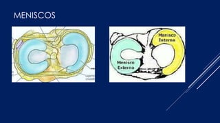 MENISCOS
 