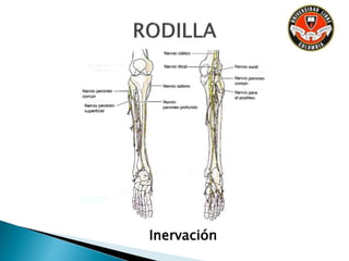 Inervación
 