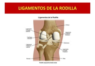 LIGAMENTOS DE LA RODILLA
 