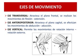 EJES DE MOVIMIENTO
 EJE TRANSVERSAL: Atraviesa el plano frontal, se realizan los
movimientos de flexión - extensión.
 EJE ANTEROPOSTERIOR: Atraviesa el plano sagital, se efectúan
los movimientos de abducción - aducción.
 EJE VERTICAL: Permite los movimientos de rotación interna –
rotación externa.
 