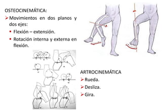 ARTROCINEMÁTICA
Rueda.
Desliza.
Gira.
OSTEOCINEMÁTICA:
Movimientos en dos planos y
dos ejes:
 Flexión – extensión.
 Rotación interna y externa en
flexión.
 