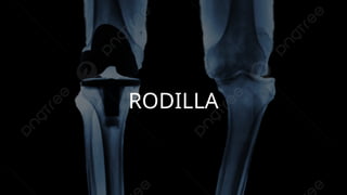 Anatomía y exploración de rodilla tyo….. | PPTX