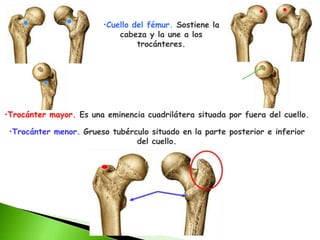 •Cuello del fémur. Sostiene la
cabeza y la une a los
trocánteres.
•Trocánter mayor. Es una eminencia cuadrilátera situada por fuera del cuello.
•Trocánter menor. Grueso tubérculo situado en la parte posterior e inferior
del cuello.
 