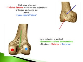 •Extremo inferior:
•Tróclea femoral esta es una superficie
articular en forma de
polea.
•Hueco supratroclear.
cara anterior o ventral
•Escotadura o Fosa intercondilea.
•Cóndilos - Interno - Externo.
 