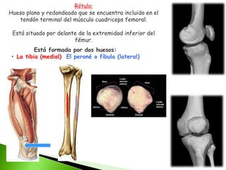 Rótula:
Hueso plano y redondeado que se encuentra incluido en el
tendón terminal del músculo cuadriceps femoral.
Está situado por delante de la extremidad inferior del
fémur.
Está formada por dos huesos:
• La tibia (medial) El peroné o fíbula (lateral)
 