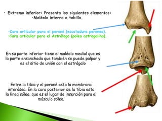 • Extremo inferior: Presenta los siguientes elementos:
•Maléolo interno o tobillo.
•Cara articular para el peroné (escotadura peronea).
•Cara articular para el Astrálago (polea astragalina).
En su parte inferior tiene el maléolo medial que es
la parte ensanchada que también se puede palpar y
es el sitio de unión con el astrágalo
Entre la tibia y el peroné esta la membrana
interósea. En la cara posterior de la tibia esta
la línea sólea, que es el lugar de inserción para el
músculo sóleo.
 
