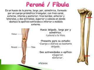 Hueso delgado, largo par y
asimétrico.
•Lateral a la tibia.
•Presenta para su estudio:
•Cuerpo o diáfisis es bastante
delgado.
•Dos extremidades o epífisis:
Superior.
Inferior .
Es un hueso de la pierna, largo, par, asimétrico, formado
por un cuerpo prismático triangular, con tres caras,
externa, interna y posterior; tres bordes, anterior y
laterales, y dos extremos, superior o cabeza en donde
destaca la apófisis estiloides e inferior o maléolo
externo.
 