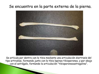 Se articula por dentro con la tibia mediante una articulación diartrosis del
tipo artrodias, formando junto con la tibia lapinza tibioperonea, y por abajo
con el astrágalo, formando la articulación "tibioperoneoastragalina".
Se encuentra en la parte externa de la pierna.
 
