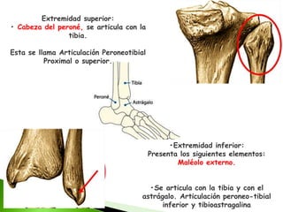 •Extremidad inferior:
Presenta los siguientes elementos:
Maléolo externo.
•Se articula con la tibia y con el
astrágalo. Articulación peroneo-tibial
inferior y tibioastragalina
Extremidad superior:
• Cabeza del peroné, se articula con la
tibia.
Esta se llama Articulación Peroneotibial
Proximal o superior.
 