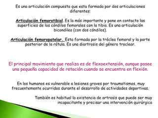 Es una articulación compuesta que esta formada por dos articulaciones
diferentes:
Articulación femorotibial. Es la más importante y pone en contacto las
superficies de los cóndilos femorales con la tibia. Es una articulación
bicondilea (con dos cóndilos).
Articulación femoropatelar. Esta formada por la tróclea femoral y la parte
posterior de la rótula. Es una diartrosis del género troclear.
El principal movimiento que realiza es de flexoextensión, aunque posee
una pequeña capacidad de rotación cuando se encuentra en flexión.
En los humanos es vulnerable a lesiones graves por traumatismos, muy
frecuentemente ocurridos durante el desarrollo de actividades deportivas.
También es habitual la existencia de artrosis que puede ser muy
incapacitante y precisar una intervención quirúrgica
 