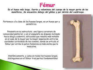 Es el hueso más largo, fuerte y voluminoso del cuerpo de la mayor parte de los
mamíferos. Se encuentra debajo del glúteo y por detrás del cuádriceps.
Pertenece a la clase de los huesos largos, es un hueso par y
asimétrico.
Presenta en su estructura una ligera curvatura de
concavidad posterior, y en el esqueleto se dispone inclinado
hacia abajo y adentro, oblicuidad que resulta más notable
en el caso de la mujer por la mayor separación entre las
cavidades cotiloideas de los coxales, donde se articula el
fémur por arriba la pelvis femenina es más ancha que la
masculina
Anatómicamente, y como en todos los huesos largos,
distinguimos en el fémur tres partes fundamentales:
 