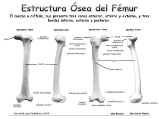El cuerpo o diáfisis, que presenta tres caras anterior, interna y externa, y tres
bordes interno, externo y posterior.
 