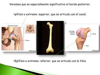 Veremos que es especialmente significativo el borde posterior.
pífisis o extremo: superior, que se articula con el coxal.
Epífisis o extremo: inferior, que se articula con la tibia.
 