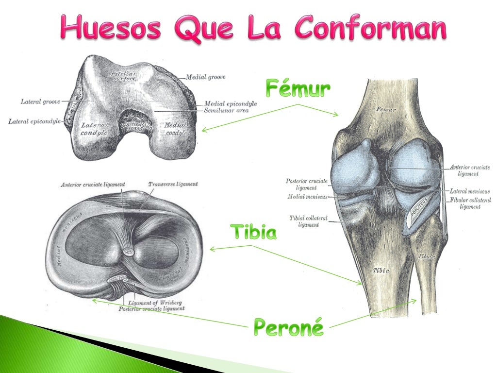 Articulacion de Rodilla