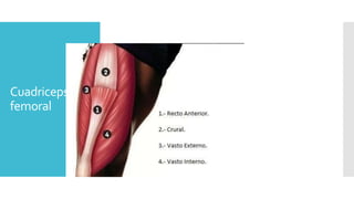 Lesiones Comunes De La Rodilla En La Deporte PPTX lesiones-comunes-de-la-rodilla-en-la-deporte-pptx