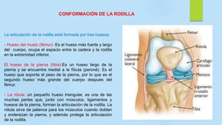 CONFORMACIÓN DE LA RODILLA
La articulación de la rodilla está formada por tres huesos:
- Hueso del muslo (fémur): Es el hueso más fuerte y largo
del cuerpo, ocupa el espacio entre la cadera y la rodilla
en la extremidad inferior.
El hueso de la pierna (tibia):Es un hueso largo de la
pierna y se encuentra medial a la fíbula (peroné). Es el
hueso que soporta el peso de la pierna, por lo que es el
segundo hueso más grande del cuerpo después del
fémur.
- La rótula: un pequeño hueso triangular, es una de las
muchas partes que, junto con músculos, ligamentos y
huesos de la pierna, forman la articulación de la rodilla. La
rótula sirve de palanca para los músculos cuando doblan
y enderezan la pierna, y además protege la articulación
de la rodilla.
 