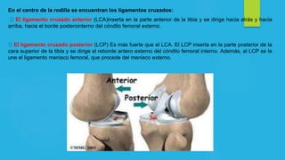 En el centro de la rodilla se encuentran los ligamentos cruzados:
El ligamento cruzado anterior (LCA)inserta en la parte anterior de la tibia y se dirige hacia atrás y hacia
arriba, hacia el borde posterointerno del cóndilo femoral externo.
El ligamento cruzado posterior (LCP) Es más fuerte que el LCA. El LCP inserta en la parte posterior de la
cara superior de la tibia y se dirige al reborde antero externo del cóndilo femoral interno. Además, al LCP se le
une el ligamento menisco femoral, que procede del menisco externo.
 