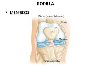 Rodilla completa articulación, anatomía.pptx