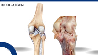 Anatomia osea de la rodilla y medios de union | PPTX