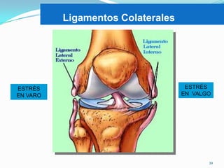 Ligamentos Colaterales

ESTRÉS
EN VARO

ESTRÉS
EN VALGO

39

 