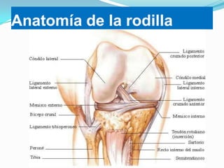 Anatomía de la rodilla

 