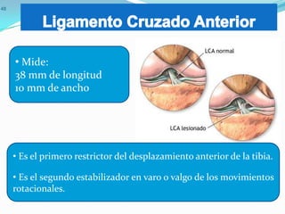 48

• Mide:
38 mm de longitud
10 mm de ancho

• Es el primero restrictor del desplazamiento anterior de la tibia.
• Es el segundo estabilizador en varo o valgo de los movimientos
rotacionales.

 