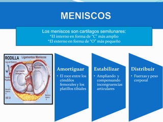 Los meniscos son cartilagos semilunares:
*El interno en forma de “C” más amplio
*El externo en forma de “O” más pequeño

Amortiguar

Estabilizar

Distribuir

• El roce entre los
cóndilos
femorales y los
platillos tibiales

• Ampliando y
compensando
incongruencias
articulares

• Fuerzas y peso
corporal

 