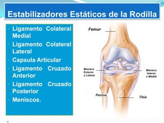 Estabilizadores Estáticos de la Rodilla
• Ligamento Colateral
•
•
•
•
•

Medial
Ligamento Colateral
Lateral
Capsula Articular
Ligamento Cruzado
Anterior
Ligamento Cruzado
Posterior
Meniscos.

 