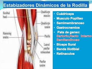Estabizadores Dinámicos de la Rodilla

 