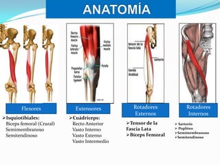 Flexores
Isquiotibiales:
Bíceps femoral (Crural)
Semimembranoso
Semitendinoso

Extensores
Cuádriceps:
Recto Anterior
Vasto Interno
Vasto Externo
Vasto Intermedio

Rotadores
Externos
Tensor de la
Fascia Lata
Bíceps Femoral

Rotadores
Internos
 Sartorio
 Poplíteo
Semimembranos0
Semitendinos0

 