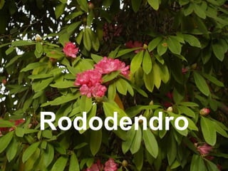Rododendro
 