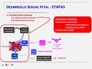 Rodolfo Rey - Regulación genética del desarrollo sexual fetal | PPT