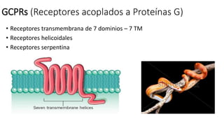 GCPRs (Receptores acoplados a Proteínas G)
• Receptores transmembrana de 7 dominios – 7 TM
• Receptores helicoidales
• Receptores serpentina
 