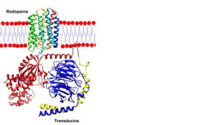 Rodopsina
Transducina
 