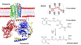 Rodopsina
Opsina
Transducina
11-cis retinal
Luz
hv
11-cis retinal
all-trans retinal
 