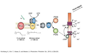 11-cis retinal
λ = 500 nm
All-trans retinal
λ = 380 nm
Kirchberg, K., Kim, T., Haase, S. and Alexiev, U. Photochem. Photobiol. Sci., 2010, 9, 226-233 .
 