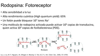Rodopsina: Fotoreceptor
• Alta sensibilidad a la luz
• Alto rendimiento cuántico (High quantum yield): 65%
• Un fotón puede bloquear 107 iones Na+
• Una molécula de rodopsina activada puede activar 102 copias de transducina,
quien activa 102 copias de fosfodiesterasa (PDE).
Liu, J.; Liu, M. Y.; Nguyen,J. B.; Bhagat, A.; Mooney, V.; Yan, E.C.Y J. Am. Chem. Soc., 2009, 131, 8750.
 