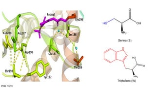 Serina (S)
Triptófano (W)
PDB: 1U19
 