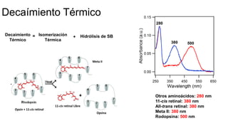 Otros aminoácidos: 280 nm
11-cis retinal: 380 nm
All-trans retinal: 380 nm
Meta II: 380 nm
Rodopsina: 500 nm
Decaímiento
Térmico
= Isomerización
Térmica
+ Hidrólisis de SB
Meta II
11-cis retinal Libre
Opsina
Opsin + 11-cis retinal
Decaímiento Térmico
 